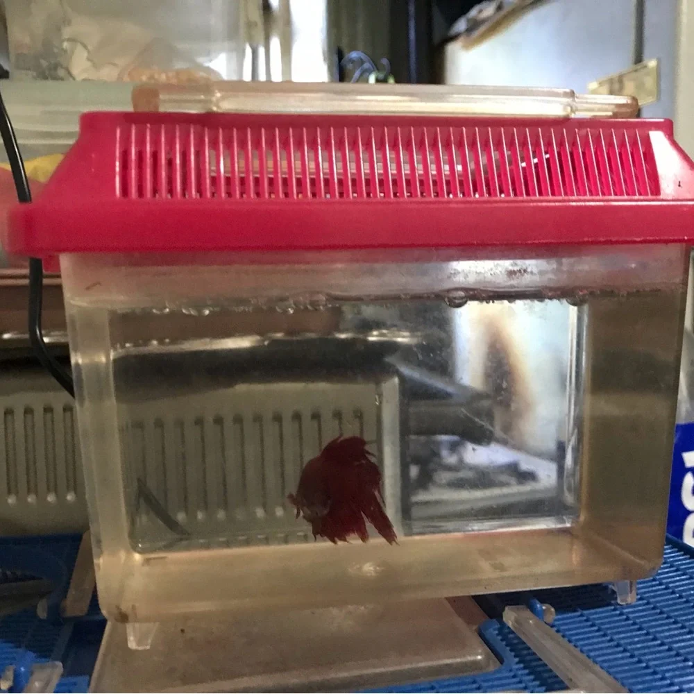 Mini fish tanks 2024
